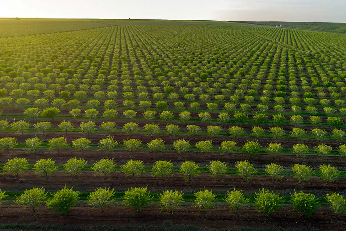 Agricultural Land Investment in Turkey Invest in walnut, almond, pistachio and olive agricultural farmland in Turkey and earn with Agrolidya.