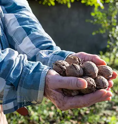 Walnut Farmland Investment